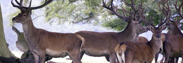 Red Deer on Exmoor