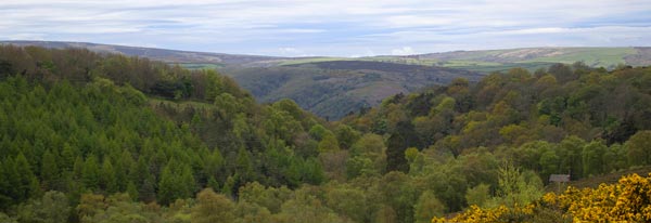 Selworthy Combe, Exmoor